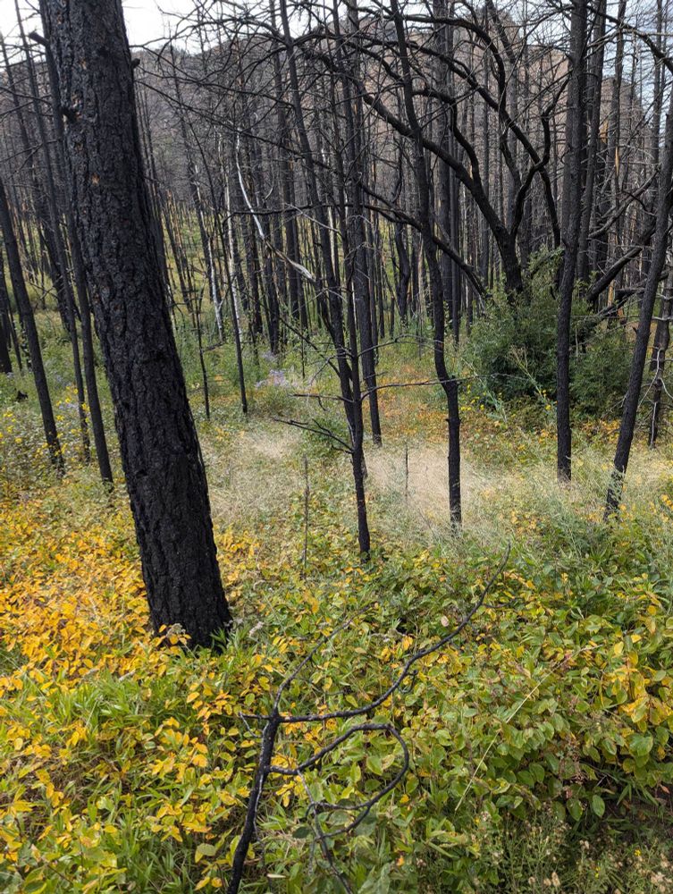 This is a photo of the Hermit's Peak/Calf Canyon burn scar two years after the fire destroyed nearly 350,000 acres, much of which was vital watershed. The burned trees still stand, and the undergrowth is yellow, making them stand out. A mountain recedes in the distance.