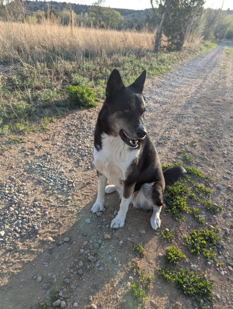 A beautiful doggy with a black coat, she has white belly and legs. She is sitting on a dirt road next to a field, looking shyly to one side