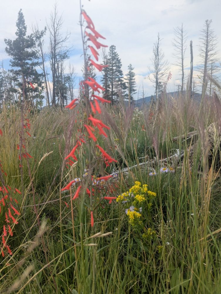 Spikes of red Penstemon flowers jam out at 9,700 ft of altitude. Flowering goldenrod grows at the base. Bristlecone pine trees can be seen in the distance, on a cloudy horizon. The red and the yellow really compliment the golden tones in the burnished grass growing all over everything in long form, complete with seed heads.