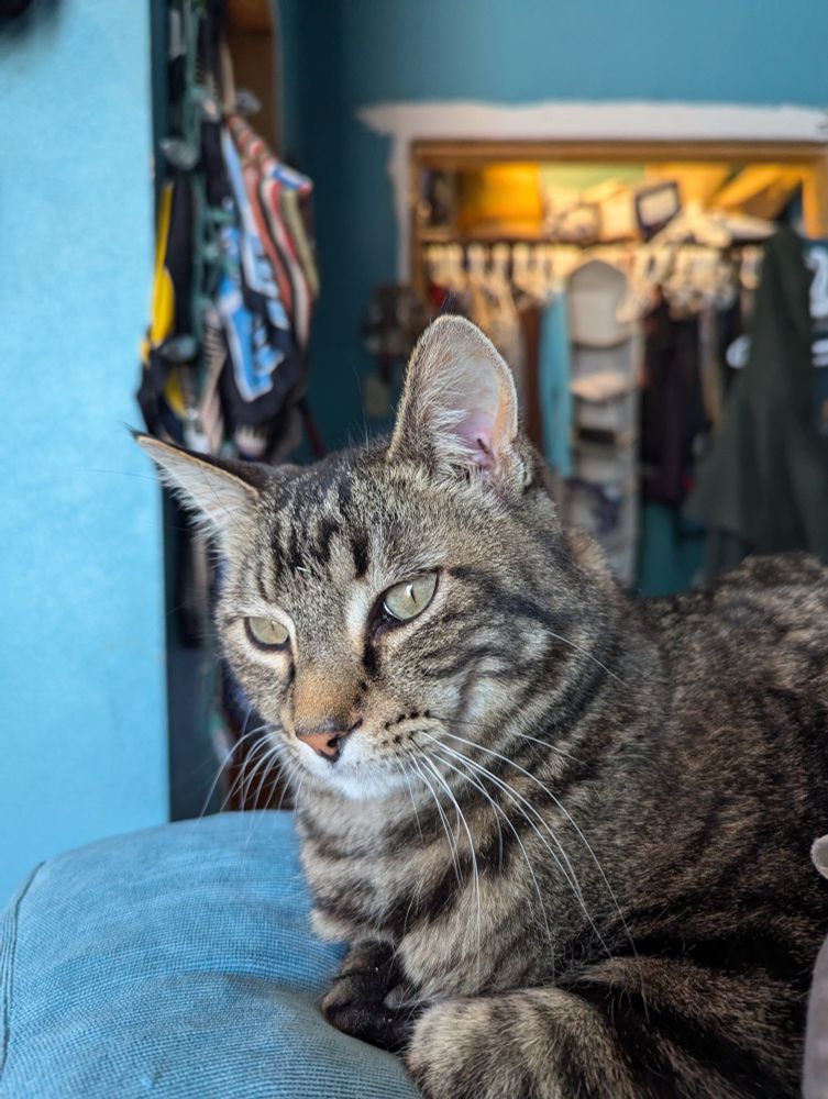Original Pet Photography by Geneva Poteet of Real Nature Magic. Garfy is a big ole tiger cat who is snuggled up on a blue cushion. His little tiger toes are tucked under him, his magnificent whiskers are lustrous.
