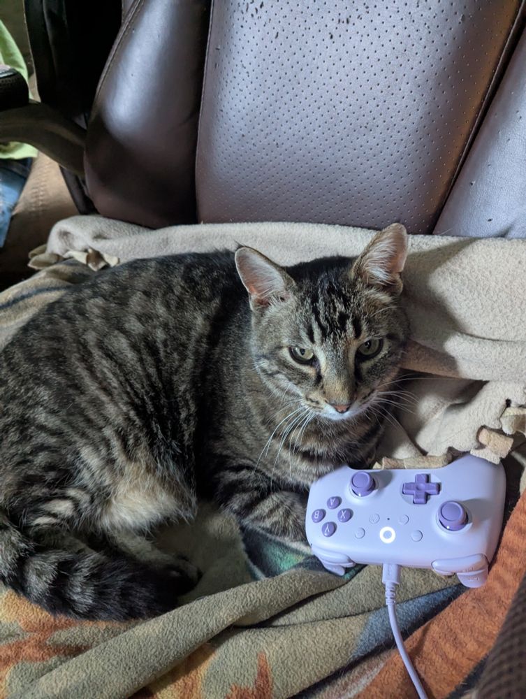 A Bengal Tiger cat and a lavender gamer control! All cuddled up together