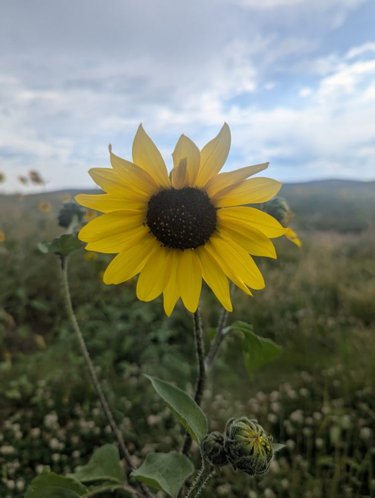 Original Nature Photography by G of Real Nature Magic. A perfect sunflower is centered, several buds still waiting to burst forth. 