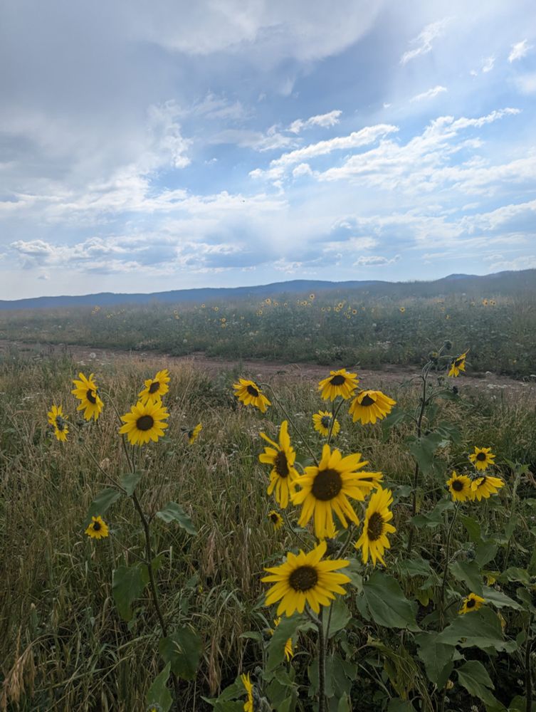 Original Landscape photography by G of Real Nature Magic. Native sunflowers huddle near a dirt path. Mountains line the horizon and clouds swirl in a blue sky.
