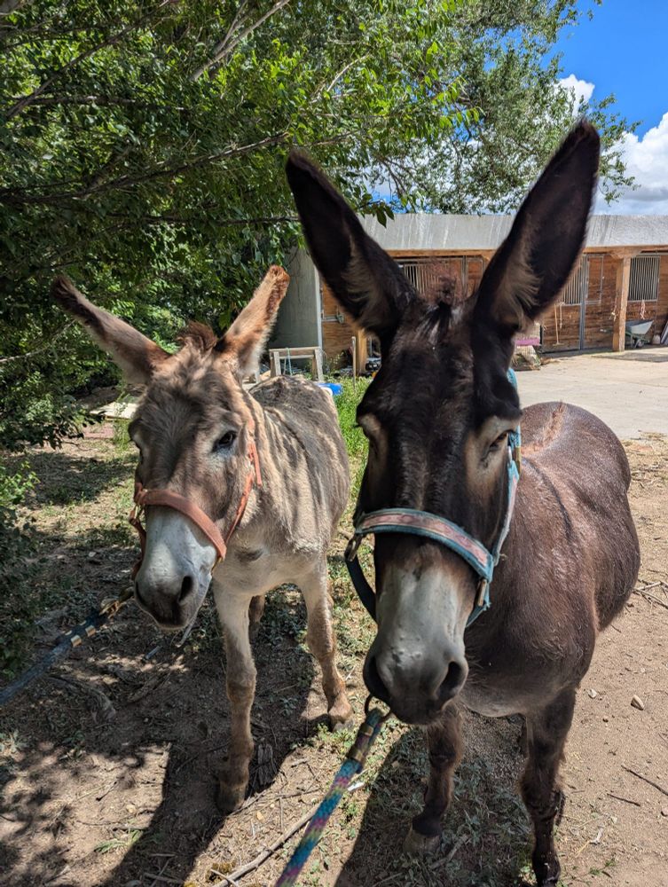 Two donkeys with halters standing in the shade of an elm grove. Louise is a dark brown donkey with her giant ears forward and the cutest white nose, Jasper is a paler tan with dark tipped ears and a pale nose. A stall line can be seen in the back.