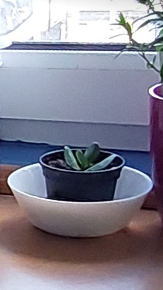 Jade Plant. July 2022
