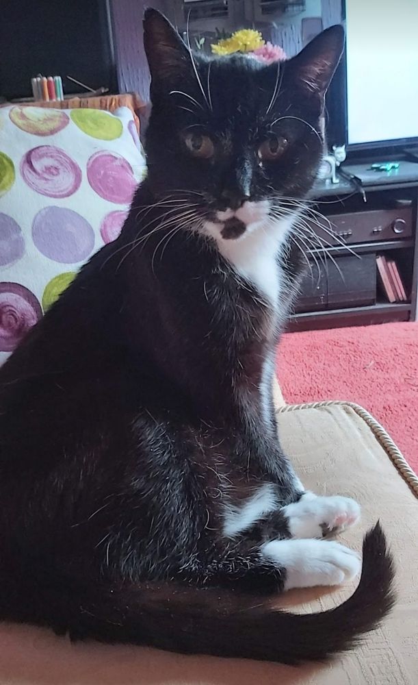 Phoebe