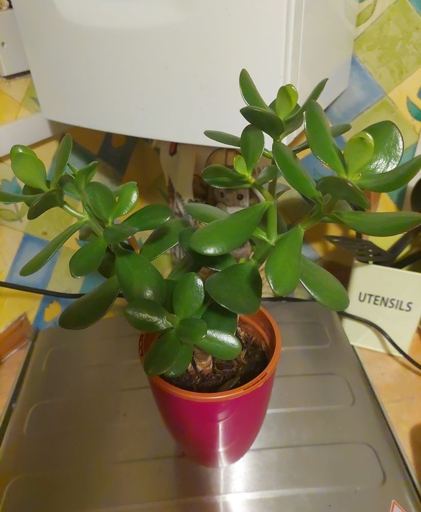 Same Jade Plant - July 2024