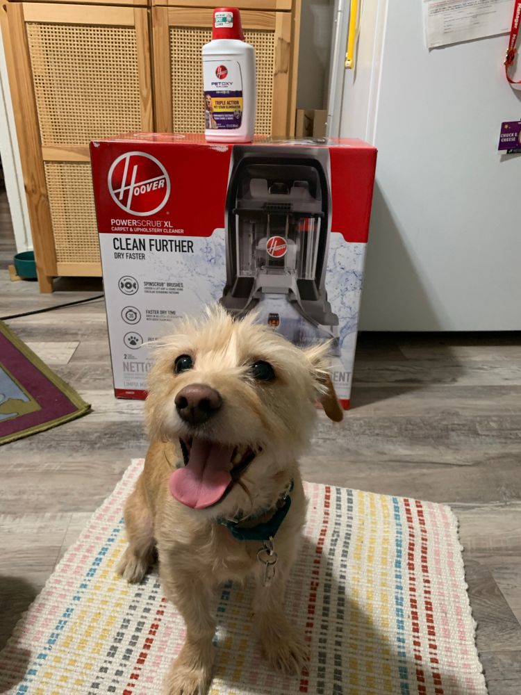 Hash Brown, a scruffy golden terrier dog, smiles with his tongue out for the camera in front of a new Hoover PowerScrub XL carpet cleaner in box with a bottle of pet cleaner solution sitting on top. 
