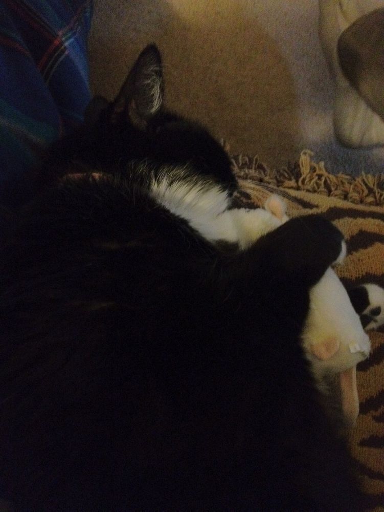 Sleeping black and white cat hugging a stuffed white mouse toy.
