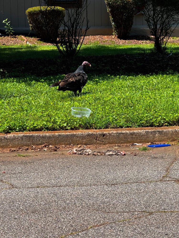 A buzzard was eating roadkill