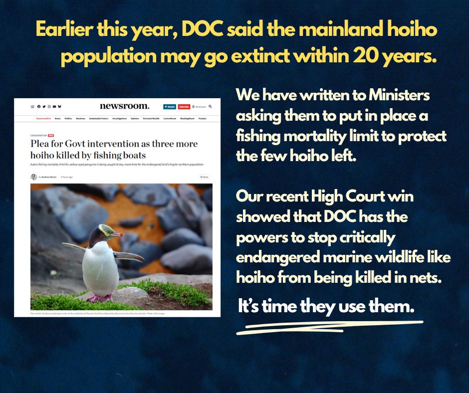 Tile with a screenshot of a Newsroom article, titled "Plea for Govt intervention as three more hoiho killed by fishing boats". Also text: "Earlier this year, DOC said the mainland hoiho population may go extinct within 20 years. We have written to Ministers  asking them to put in place a fishing mortality limit to protect the few hoiho left. 

Our recent High Court win showed that DOC has the powers to stop critically endangered marine wildlife like hoiho from being killed in nets.  It's time they use them.