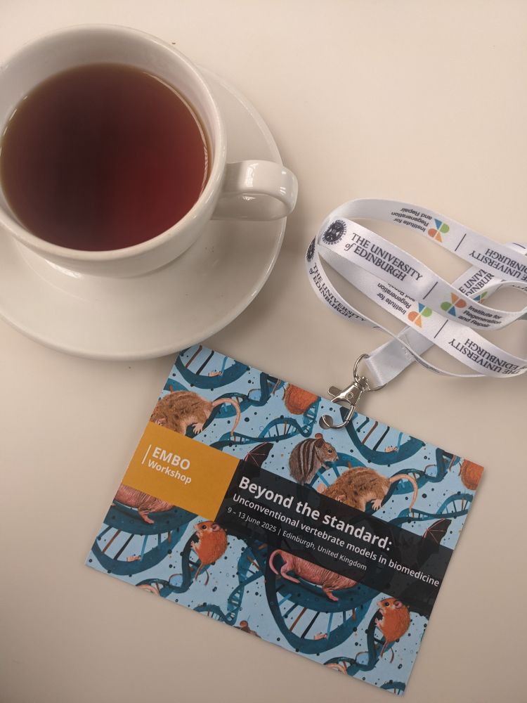 Picture shows a cup of tea on the upper left corner, and the conference badge for "EMBO - Beyond the standard" in the center.