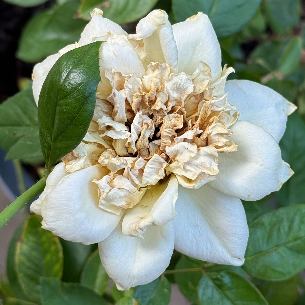 A color square photo of a wilting yellow rose, partially obscured by a green leaf.