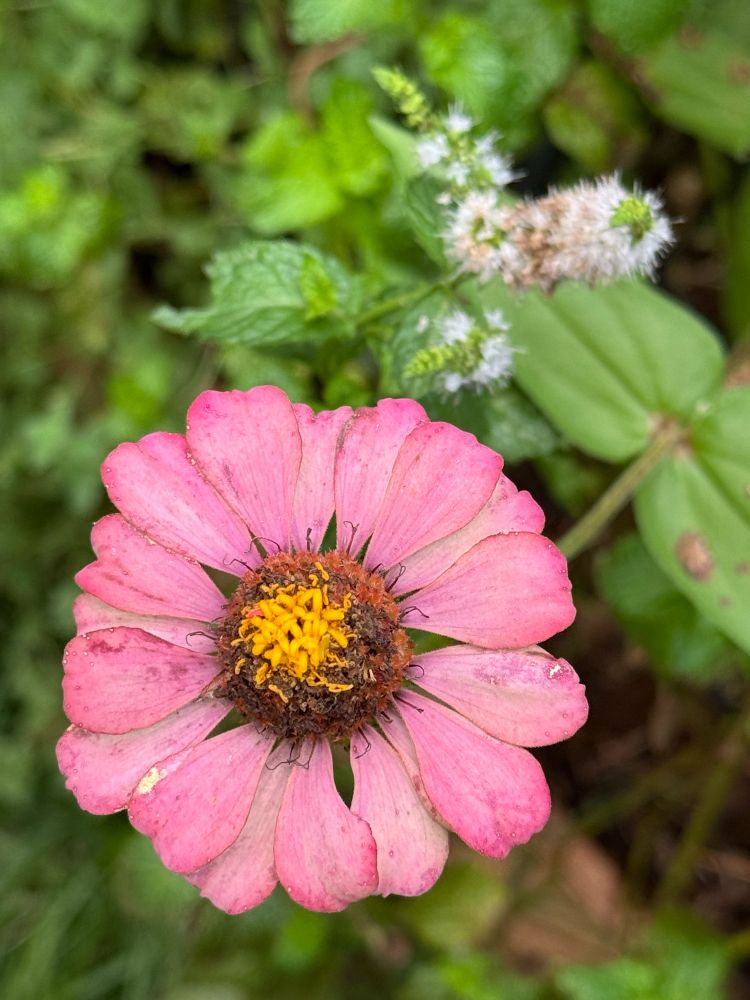 A cellphone photo of a fuchsia zinnia, in an Austin Texas backyard.