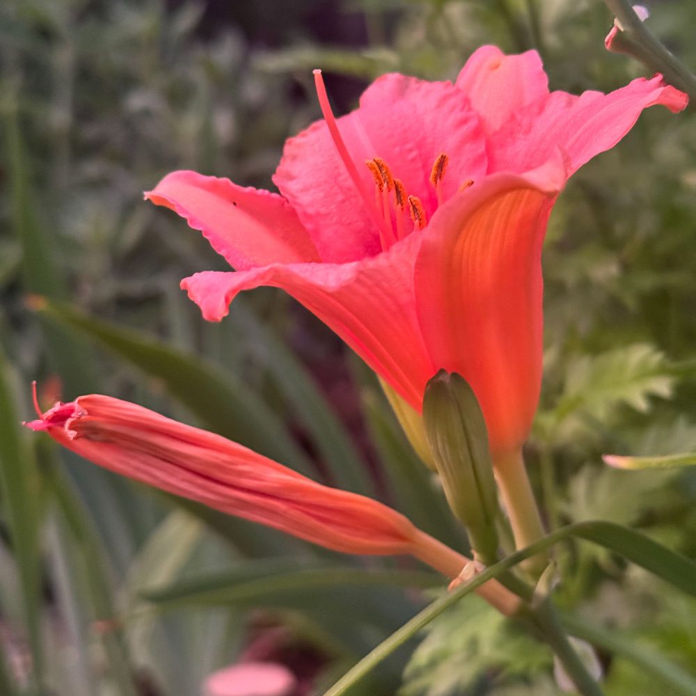 A square color photo of a fuchsia swamp lily. 