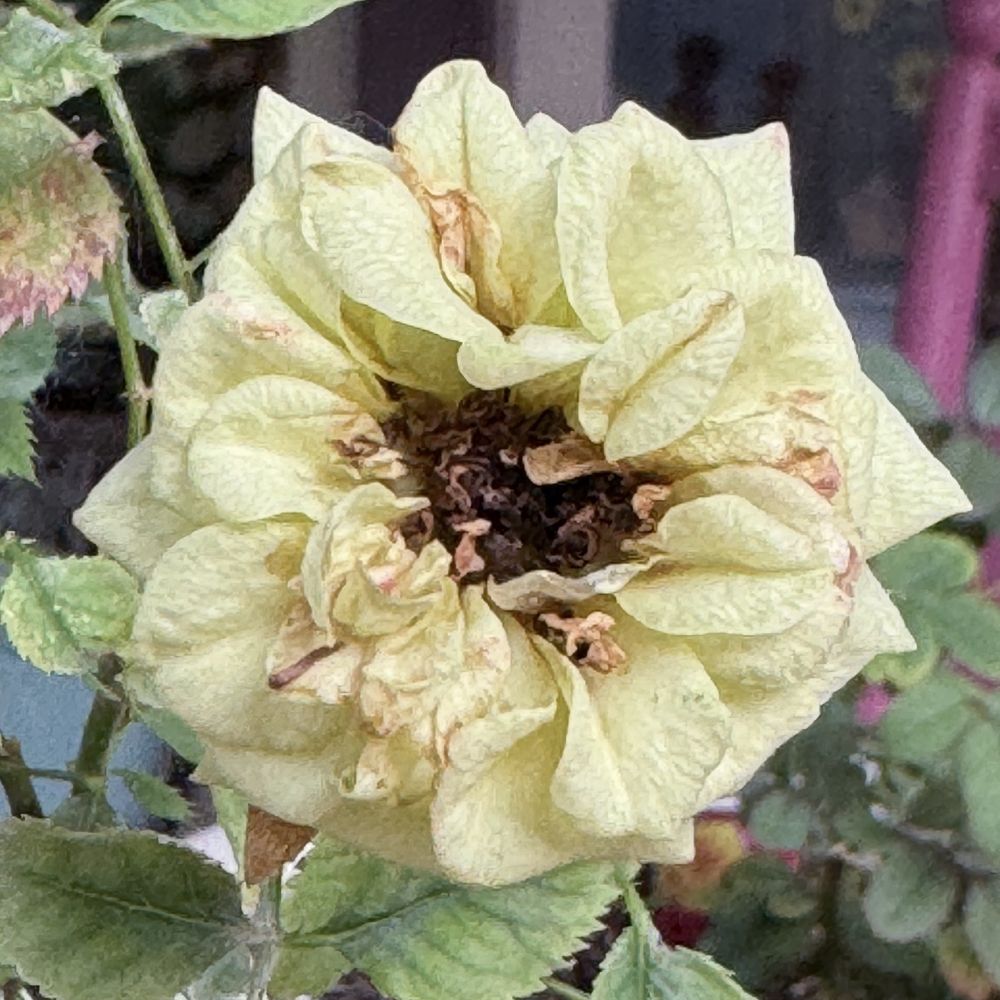 A color square photo of a wilting yellow rose blossom. 