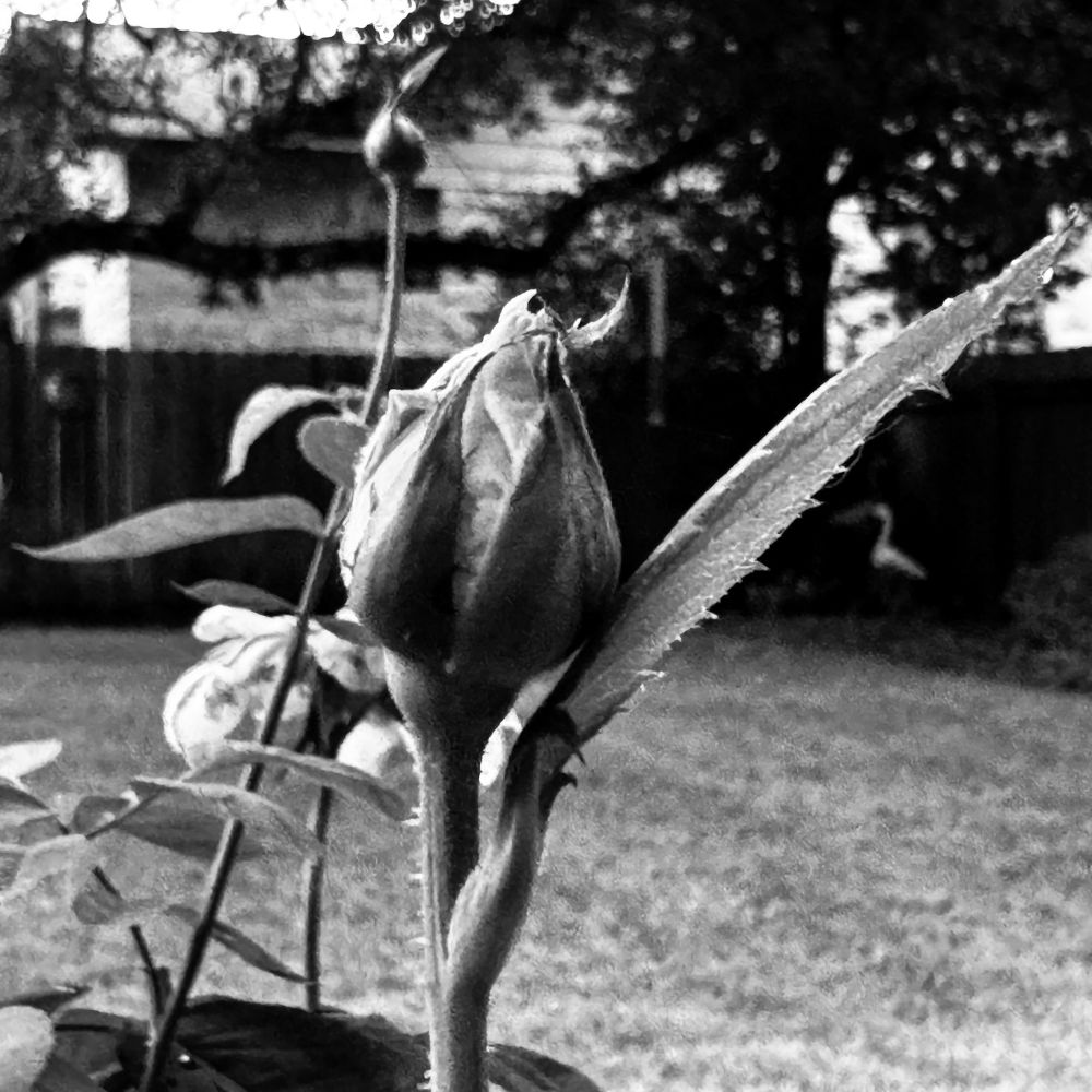 A square high contrast black and white photograph of budding rose blossoms in a backyard pot, shot from the side. 