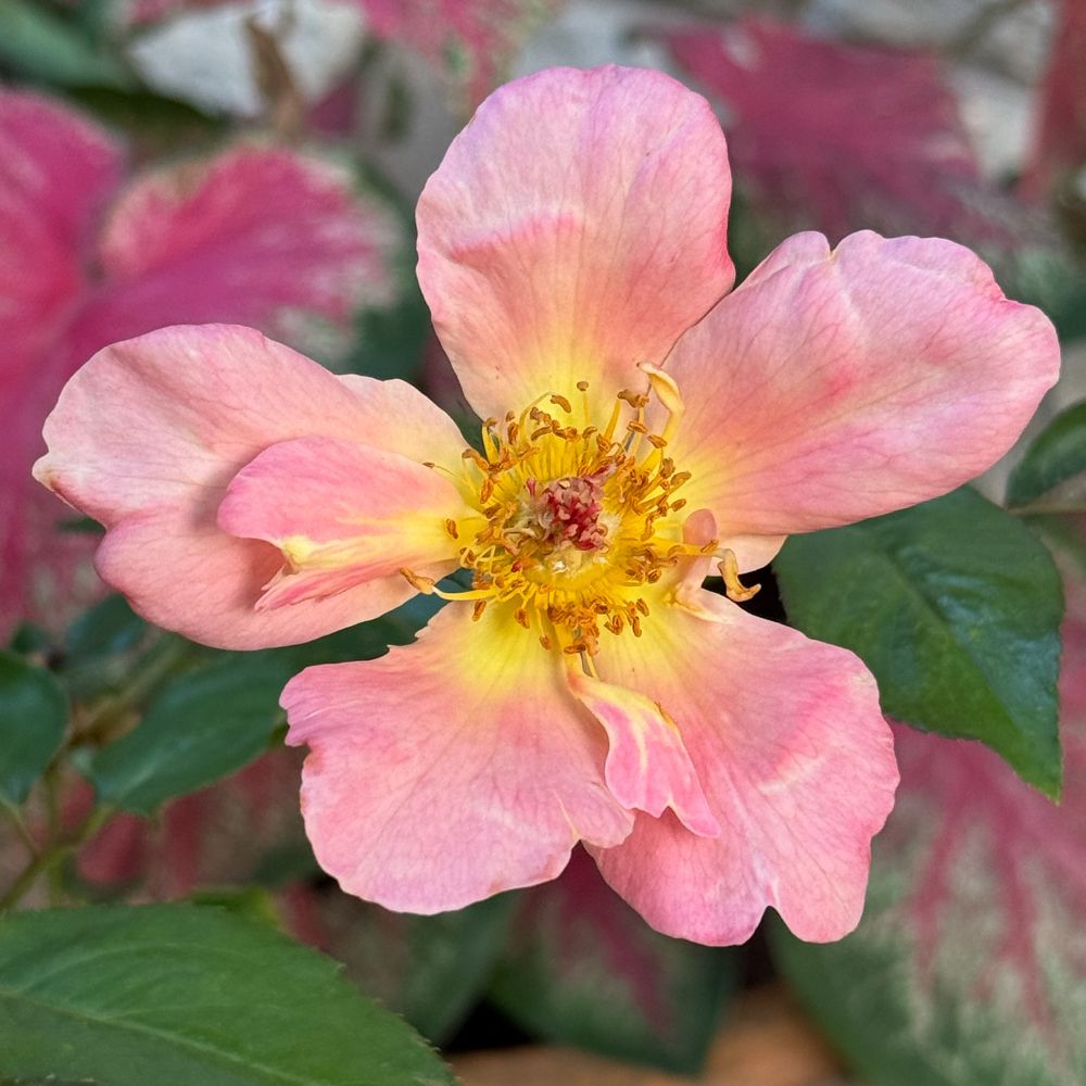 A color square photo of a blooming pink and yellow rose. 