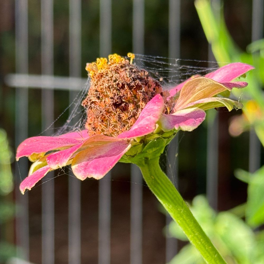 A square color cellphone photograph of a sunlit zinnia flower with spiderwebs, in an Austin TX backyard. 