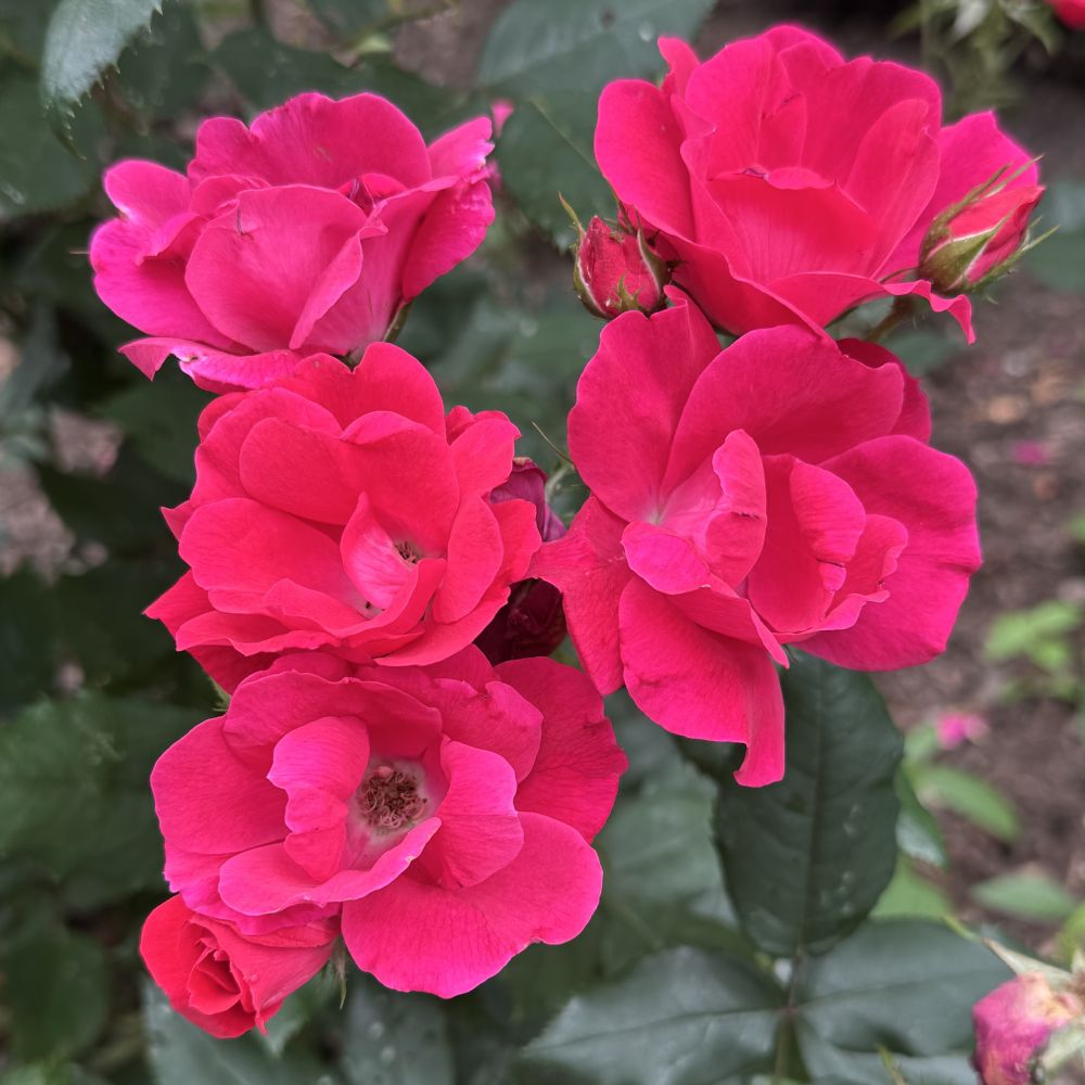 A square color photograph of roses blooming in a sidewalk garden in New Haven, Connecticut. 