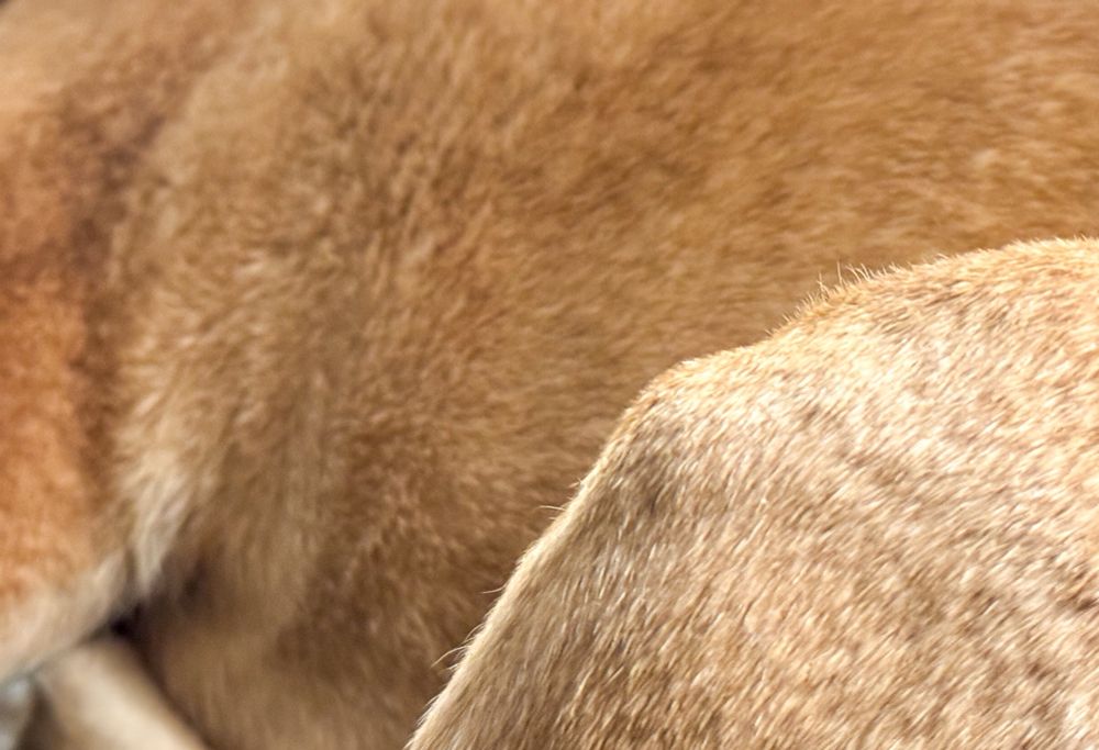 A cellular telephone photograph of the left rear haunch of an Austin Texas boxer-mix rescue dog, named Nora. 