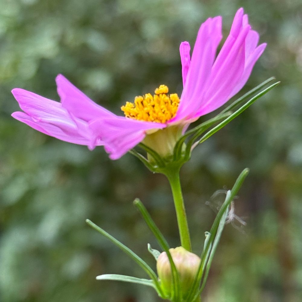 A square color cellular telephone photograph of a zinnia blossom (Austin Texas).