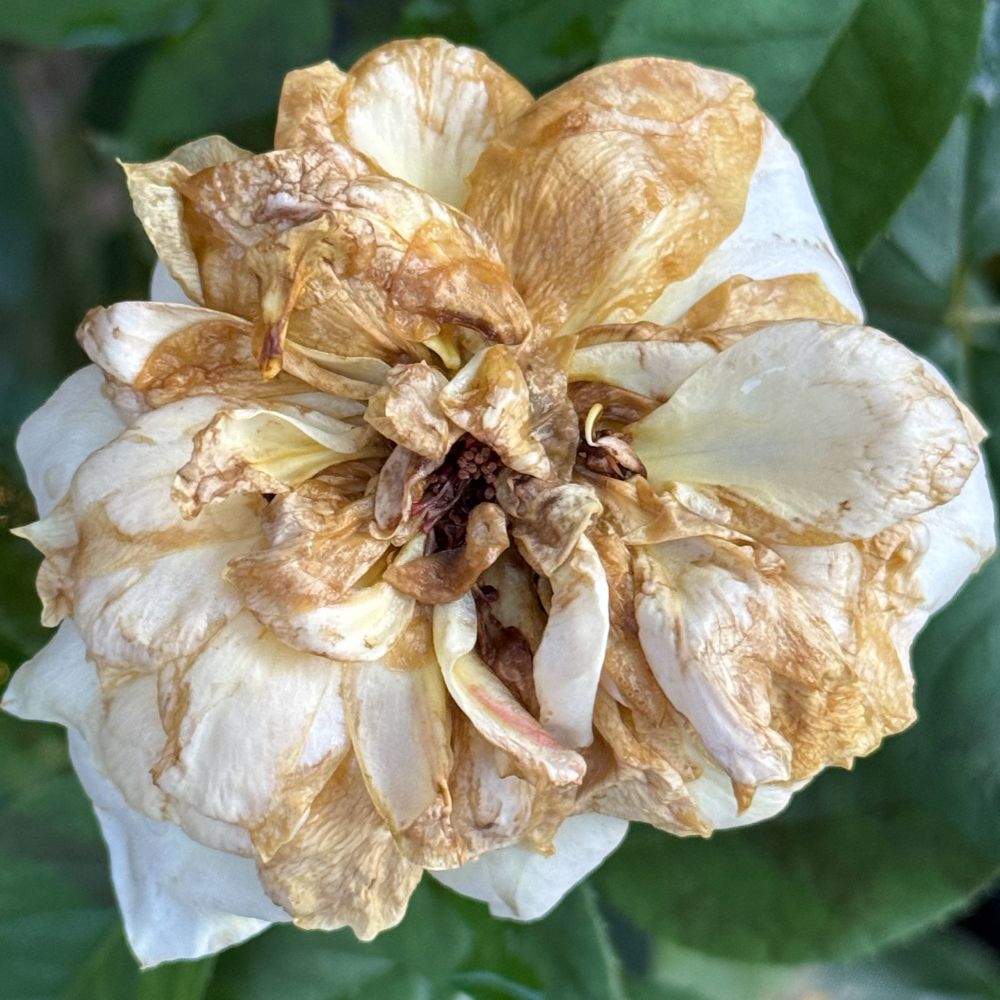 A square color cell phone photo of a potted yellow rose, damp and decaying after hot rains on an Austin Texas backyard.