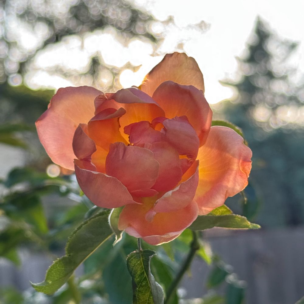A square color photograph of a pink rose, backlit by the setting sun over the fence and trees.