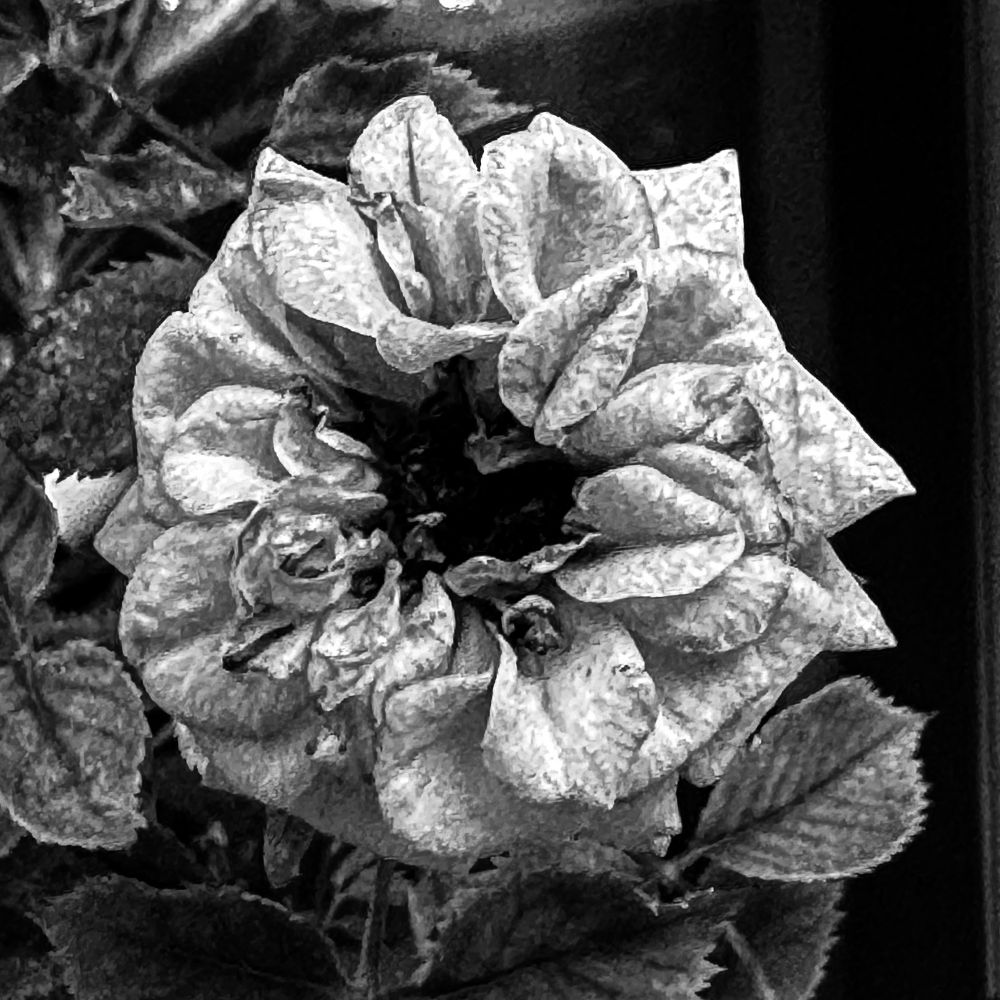 A square black and white high contrast photo of a white rose, from above. 