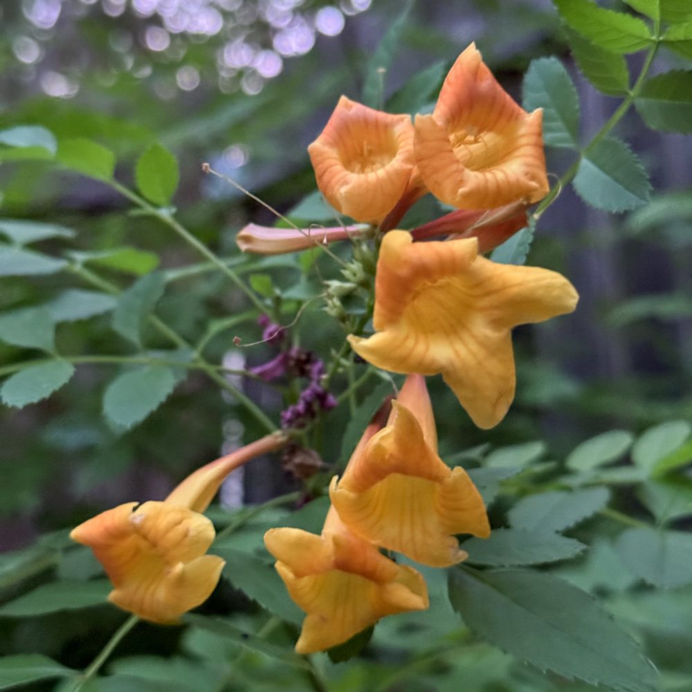 A square color cellphone photo of Tecoma stans, flowering (Austin TX).