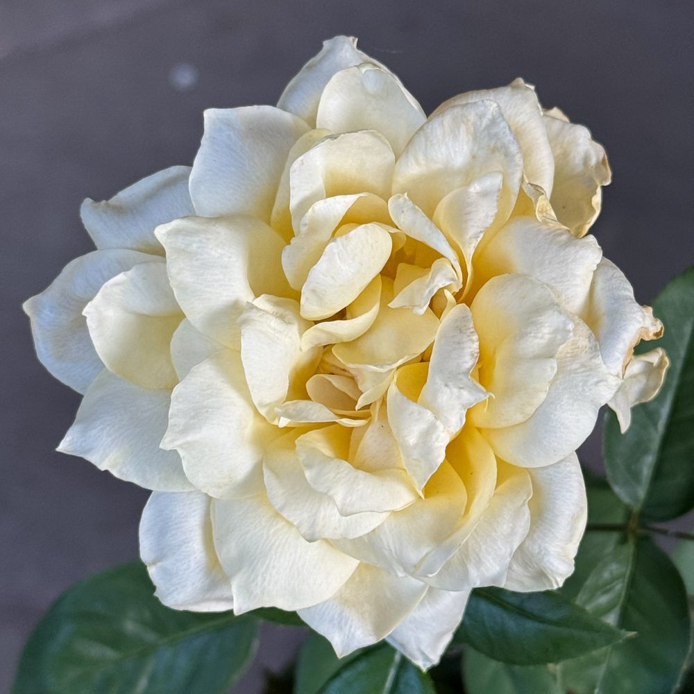 A square color photograph of a yellow rose in bloom.