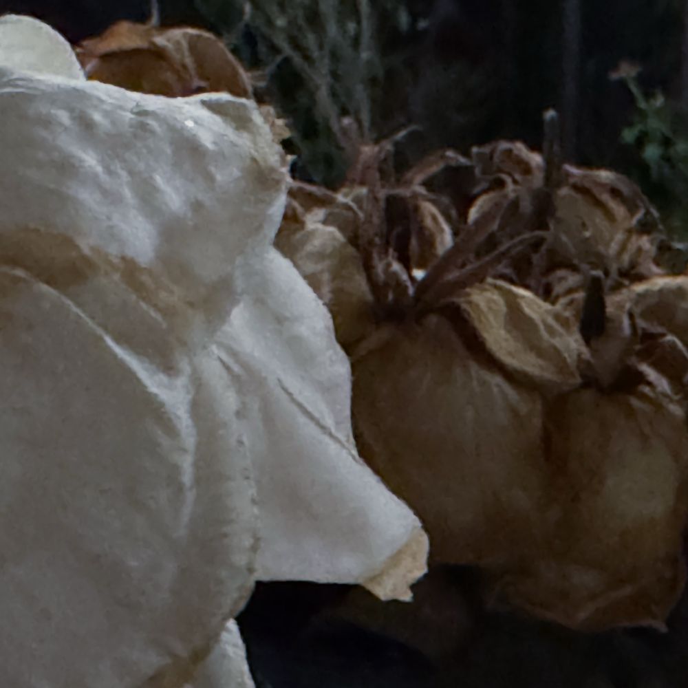 A square color cellphone photo of a dead white rose in the left foreground, with dead yellow roses behind, after dark and under porch lights on a back patio. 