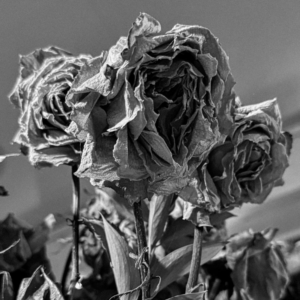 A square black and white photo of three dying roses.