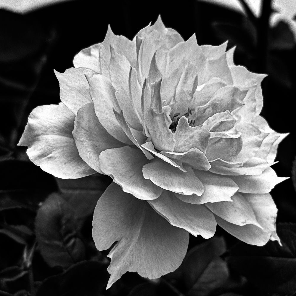 A square black and white photo of a rose in full bloom. 