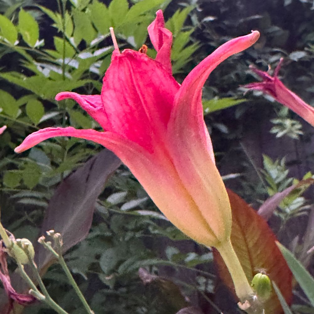 A square color photo of a crimson ditch lily. 
