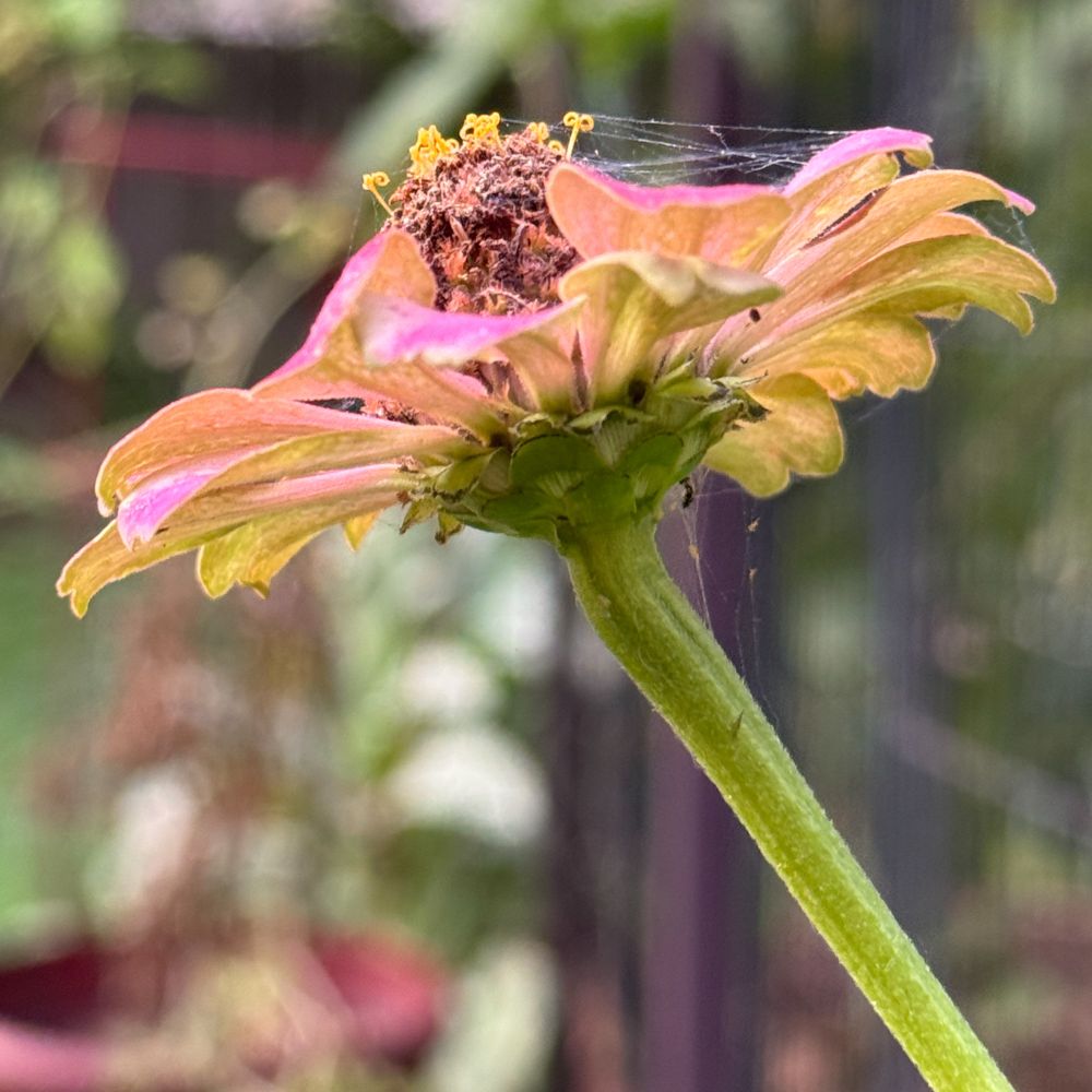 A square cellphone color photo of a cobwebbed zinnia blossom.
