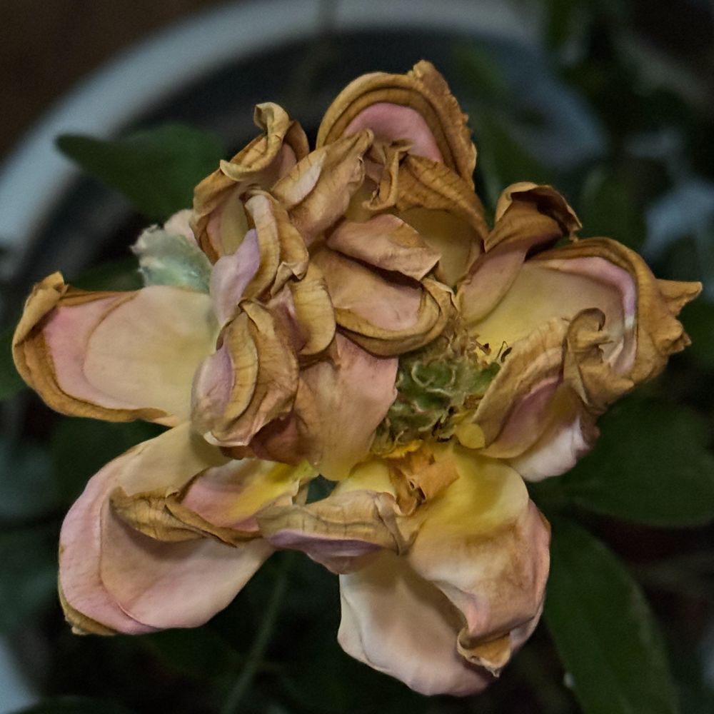 A square cell phone photograph of a potted rose after dark, on a backyard patio in Austin, Texas. 