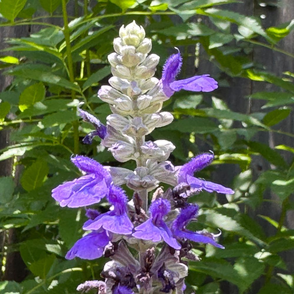 A square color photo of a flowering stem of Salvia farinacea (a.k.a. Mealy Blue Sage, Mealycup Sage) in a backyard in Austin, Texas. 