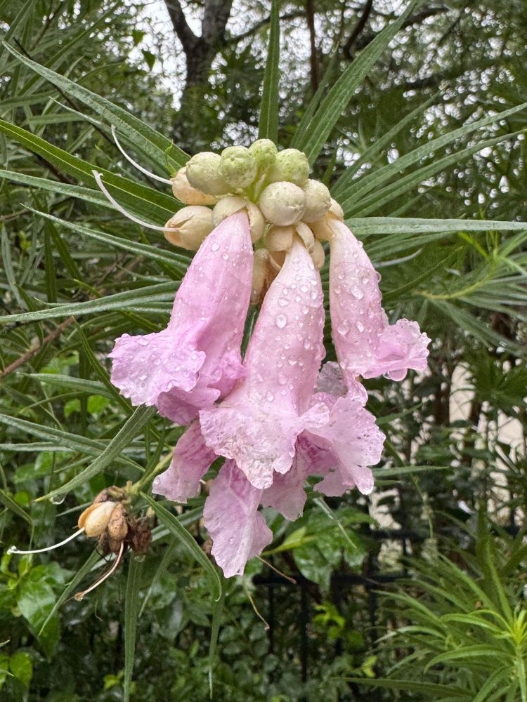 A cellphone photo of a flowering Desert Willow (Chilopsis linearis), on a rainy day. 