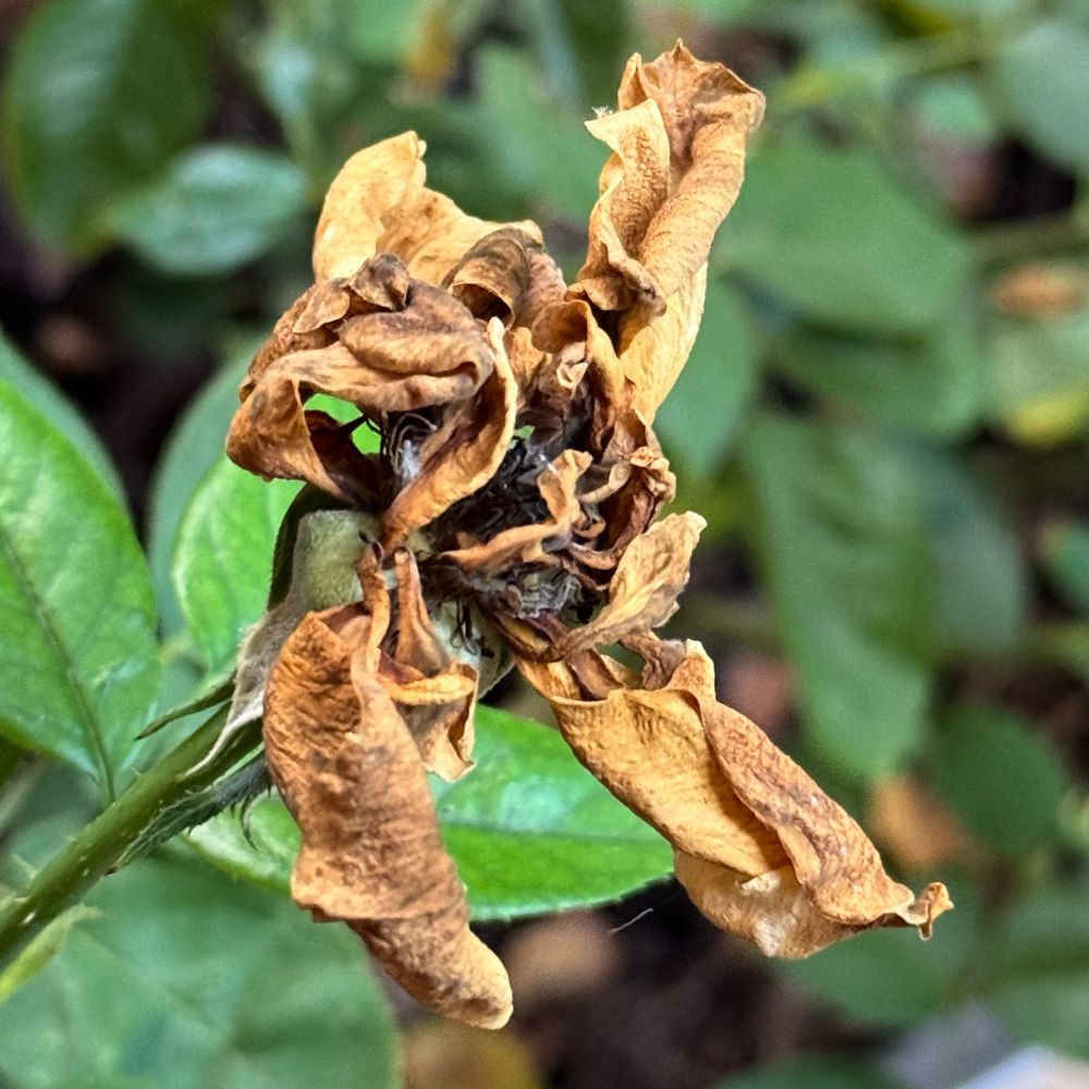 A square color photograph of a sun dried and tanned rose blossom.