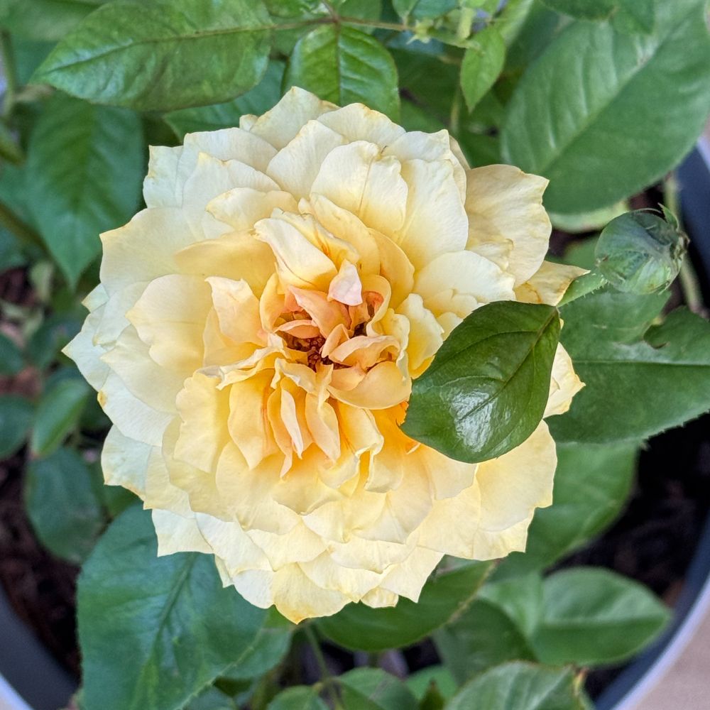 A square color photo of a flowering yellow rose and an unopened blossom, from above. 