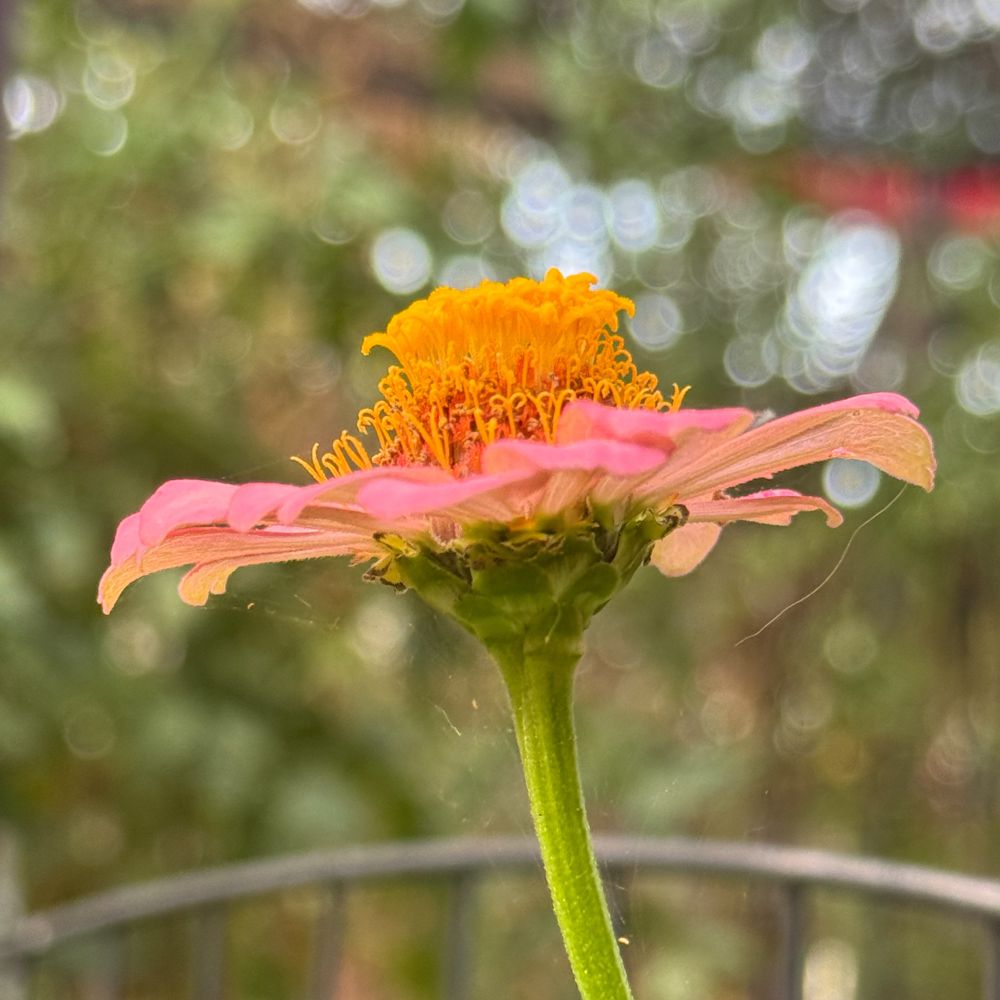 A square color cellphone photograph of a zinnia in an Austin Texas backyard garden.