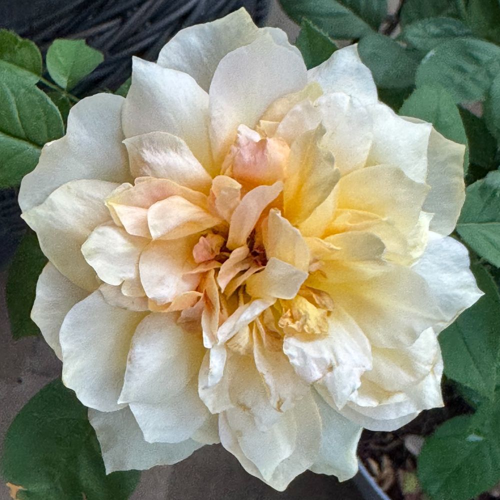 A square color photograph of a yellow rose, blooming after rains on a patio in Austin, Texas. 