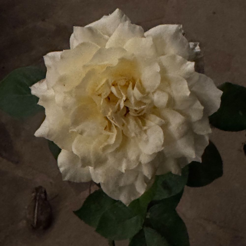 A square color photograph of a yellow rose, and frog, after dark.