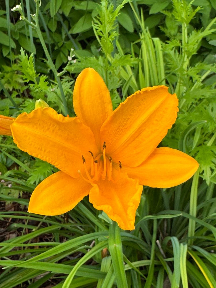 A cellphone photo of a yellow lilly, in an Austin Texas backyard.