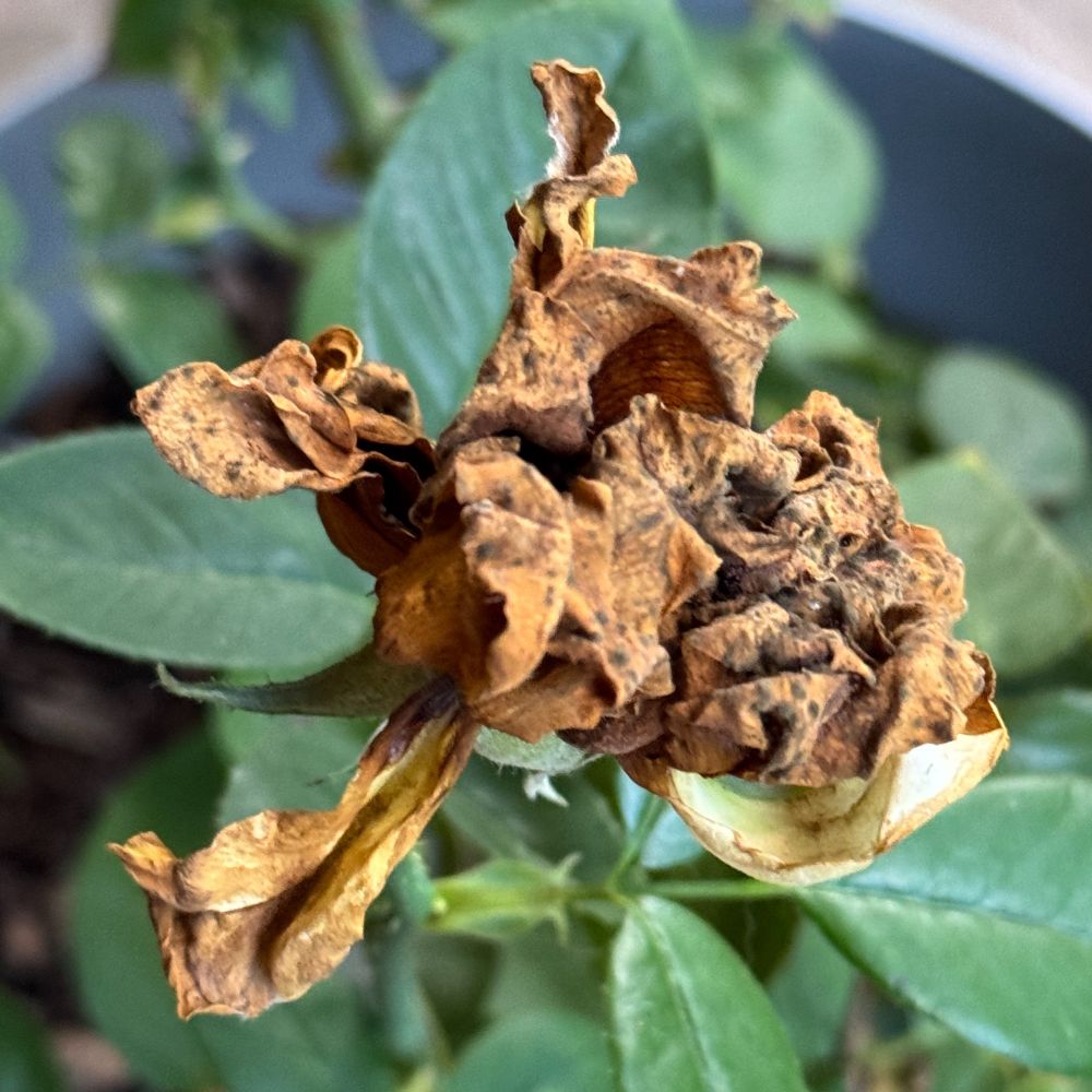 A square color photograph of a sun tanned and crunchy rose blossom.