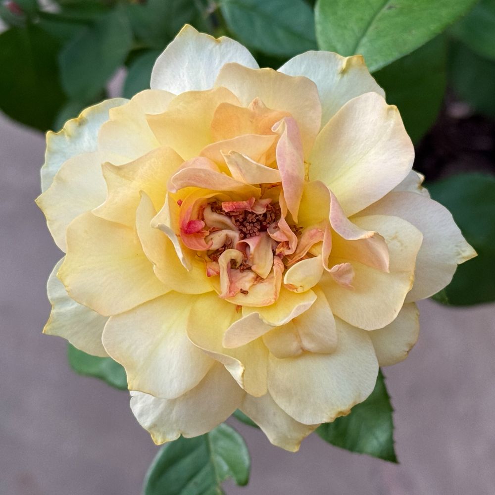A square color photo of a yellow rose in full bloom. 