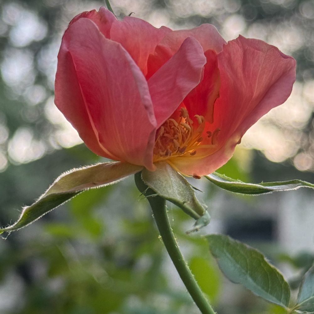 A square color photo of a ref rose in profile, at dusk. 