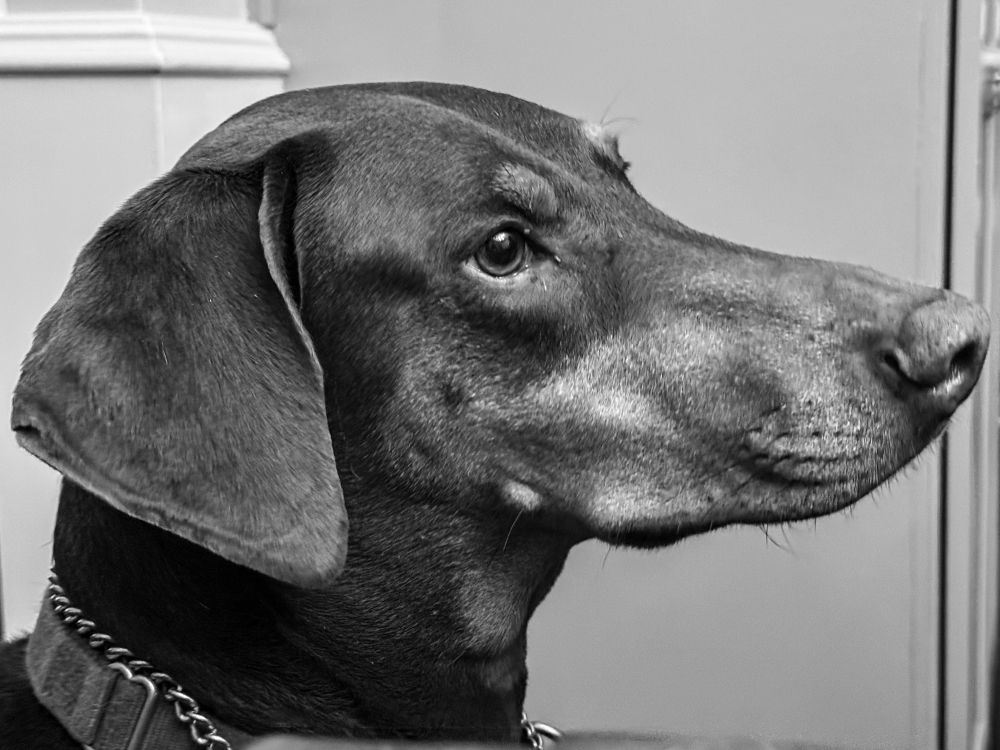 A black and white cellphone photo of a dobie named Leon: luxe, calme et volupté. Also: ready for anything good. 