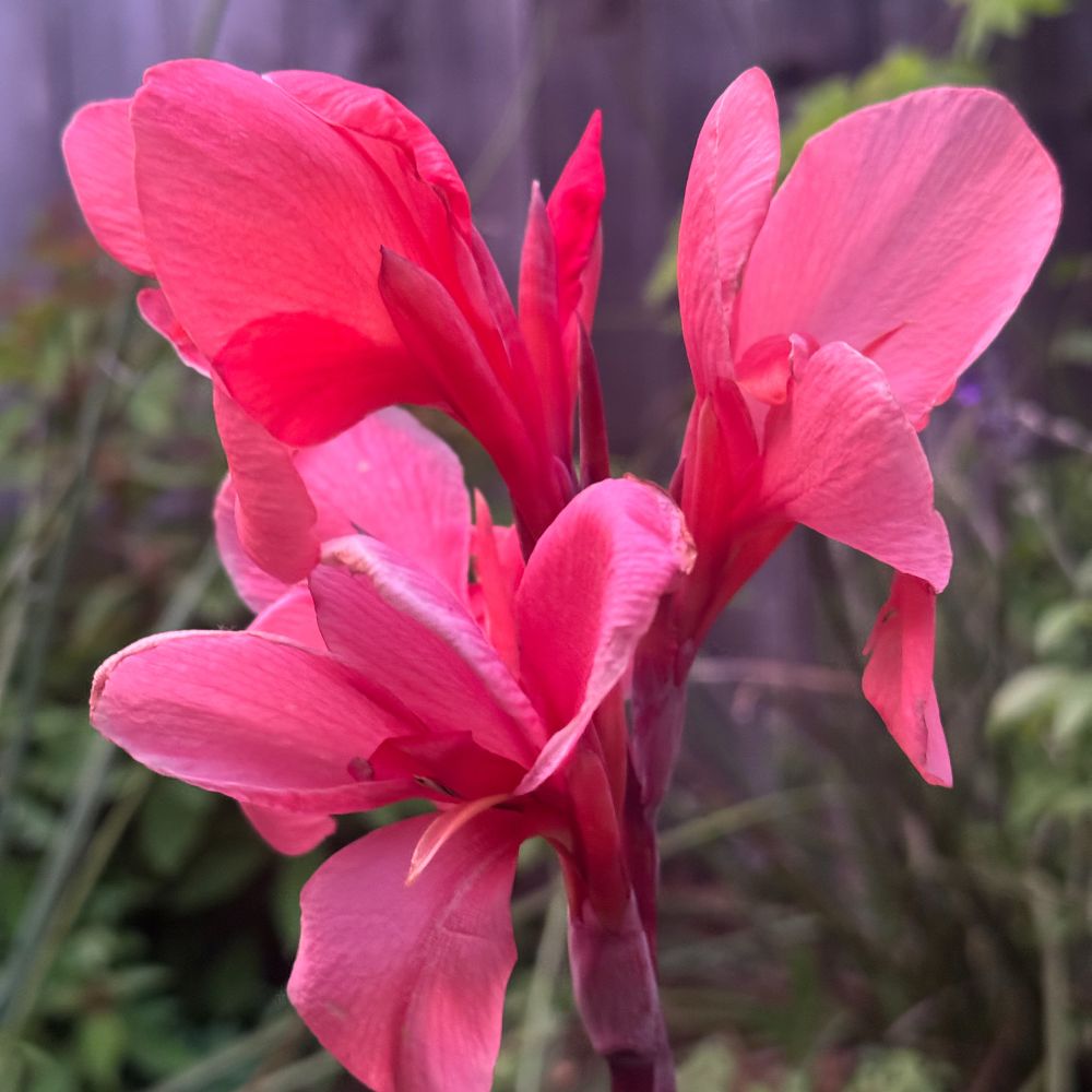 A square color photo of a calla lily.
